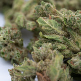 Cream Cookies THCa Hemp Flower Smalls - Plants